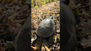 turtles near the construction of bushcraft shelter