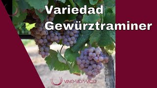 Gewürztraminer variedad | Variedad de uva Traminer | Canal vinos, enólogos, sommeliers