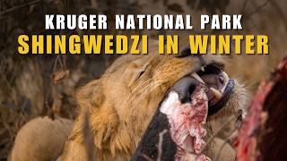 Ep 8 | SELF DRIVE SAFARI in KRUGER NATIONAL PARK | Day 9 – From Mopani to Shingwedzi