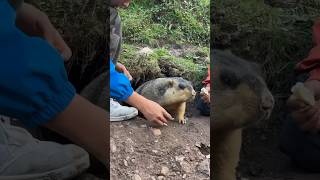 Chubby Himalayan Marmots Enjoying Cookies: A Sweet Treat Delight!#marmot #cuteanimals #cutemarmot