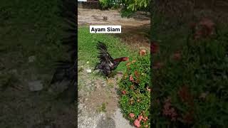 Ini dia Ayam Siam Super