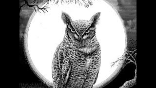 Scratchboard Illustration of an Owl for Book Cover