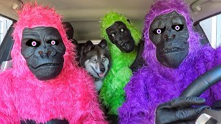 Funny Gorillas Surprise Kakoa with Car Ride Chases!