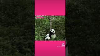 Foodpanda ""Panda Life'' YouTube shorts '''''