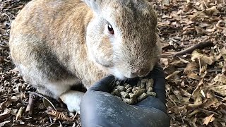 Chubby rabbit who loves humans