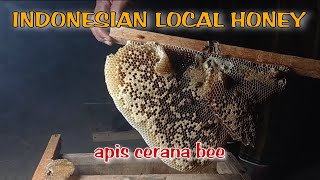 proses unik panen madu ‼️Indonesian local honey ❗apis cerana bee