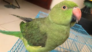 Loud parrot chirping sound|Natural Parrot sound