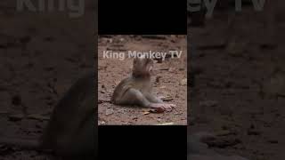 Monkey funny videos #1320 #babymonkey #shortvideo #short #viral #monkey #reels2023