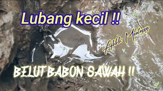 TAK DI SANGKA !! Belut besar di lubang yang sangat kecil | Viralkan !!