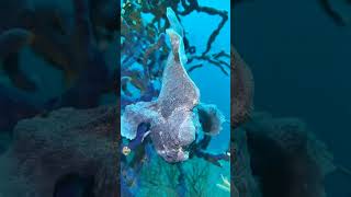 The Fastest Strike Speed In The World -Giant Blue Frogfish 💕 #frogfish #giantfrogfish #viral #facts