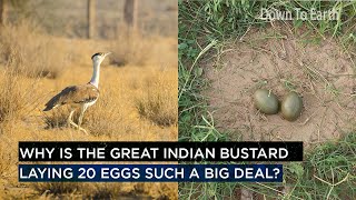 Why is the great indian bustard laying 20 eggs such a big deal?