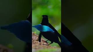 Male Greater Lophorina, Superb Bird of Paradise, dancing in courtship display#shorts  #birds #nature