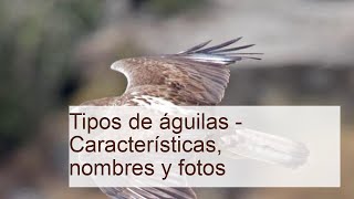 +10 TIPOS de ÁGUILAS - Características, nombres y fotos