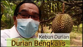 Kebun Durian Bengkalis