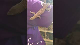 Our juvenile Spiny Tail Monitor having an explore!