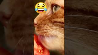 Funny Cat Videos LICKING TOMATOE #shorts