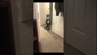 animales que dan miedo pt12 #shortvideo #curiosidades