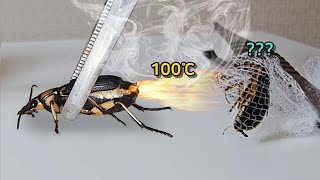 바퀴벌레에게 100℃ 폭탄을 발사해보자! 폭탄먼지벌레 키우기!