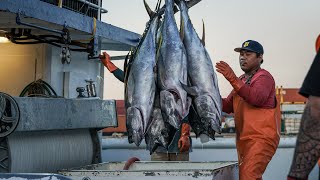 Creating new sustainable fisheries