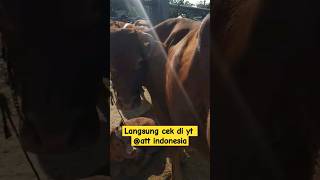 BABON JUMBO + ANAK JANTAN! 30JUTA #shortvideo #sapijumbo #sapijumbo2023 #sapi #pasarsapi