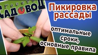 Пикировка рассады: оптимальные сроки, основные правила