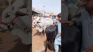 malir mandi karachi cattle ratest update | cow mandi 2024| #shortvideo #cowvideosco