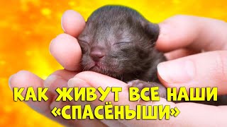 Спасение животных — 14 удивительных историй ДО и ПОСЛЕ / SANI vlog