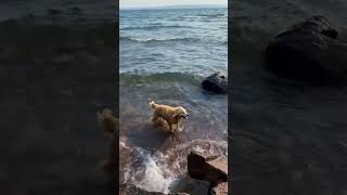 Dog vs the waves #dog #funny #dogvideo