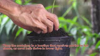 Best Steps To Grow Coral Bells In Containers | Close To Nature