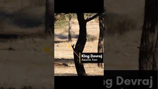 Exploring Lion Behavior | Gir Jungle Safari | Wildlife | Gujarat  #trendingshorts #wildlife