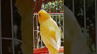 Beautiful canary song