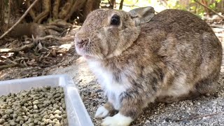 The moment a rabbit stares at a human