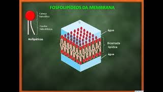 6. Membrana plasmática