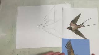 How to watercolor & ink a Barn swallow part 1