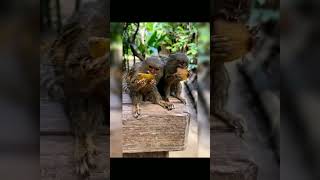 World's Smallest Monkey: The Pygmy Marmose #facts #nature #animals #science #amazingfacts