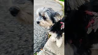 The Most Beautiful Things Are ✨️DOGS✨️ | Fun Yorkie Moments You Can’t Miss!