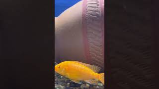 strawberry cichlid #short #petsmemo #cichlid