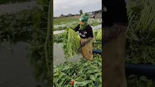 Cara menanam kangkung air✅