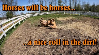 Horses will be horses...a nice roll in the dirt (after a rinse!)