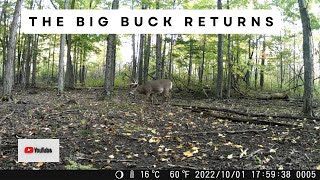 11-Point Whitetail Deer Buck Returns (Trail Cam Video)