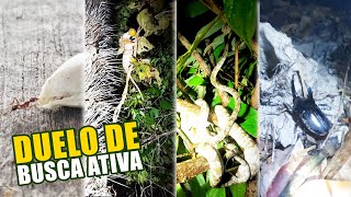 QUAL É O ANIMAL MAIS FORTE DA SELVA AMAZÔNICA?