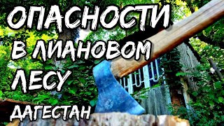 Нереальные Джунгли в России | Самурский Лиановый лес | Дагестан и змеи на деревьях