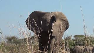 Zambia Lower Zambezi National Park  - 1