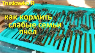 #Пчёлы. Как и когда правильно закормить слабые семьи на пасеке. Какие нюансы, чем кормить и почему