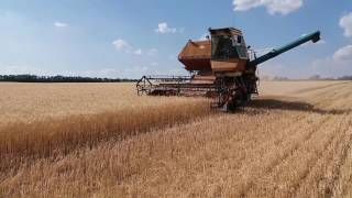 🌾🌾Комбайн Нива СК 5 уборка канадской озимой пшеницы после пара 1-й день🌾🌾