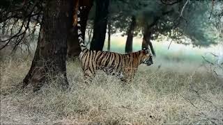 Tiger Arrowhead&Daughter found clashing after they mark same territory at Ranthambore Tiger Reserve!