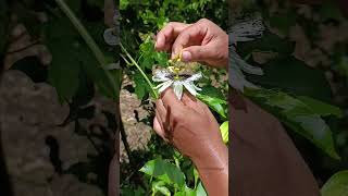 cómo hacer polinizacion cruzada para mayores resultados en el cultivo de maracuyá  #sucribivete