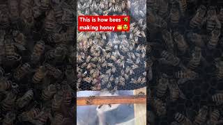 This is how bees 🐝 making honey 🍯 #bees #makinghoney #honeybee #marketing #explore #story #youtube