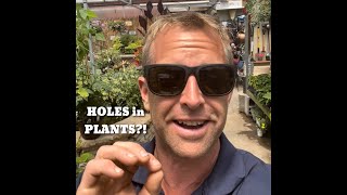 HOLES in PLANTS?