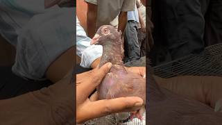 जामा मस्जिद कबूतर मार्केट delhi #shorts #youtubeshorts #viral #pigeons #short #shortsfeed #delhi